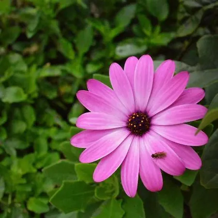 Spring Acre Villa Nuwara Eliya