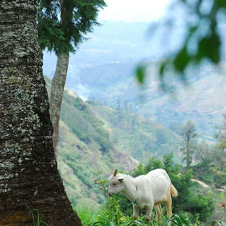 Jetwing Warwick Gardens, A Luxury Reserve Hotel Nuwara Eliya