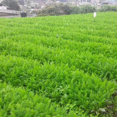 Silver Meir 3* Nuwara Eliya