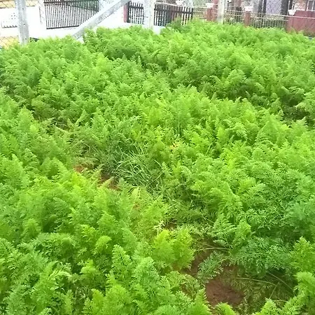 Jungle View Nuwaraeliya Guest house *