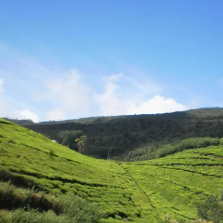 Hill Tea View Nuwara Eliya