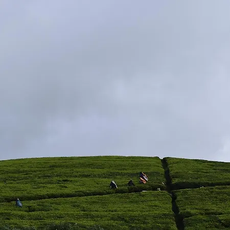 Hill Tea View