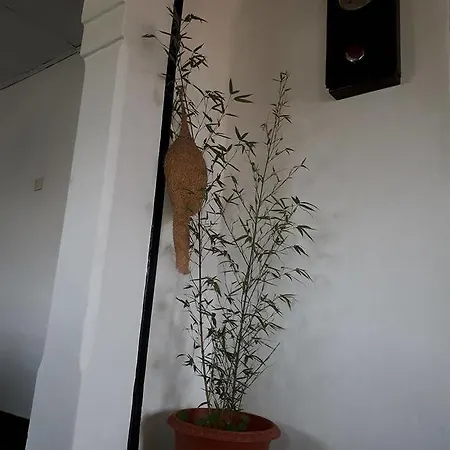 Homestay Sky House