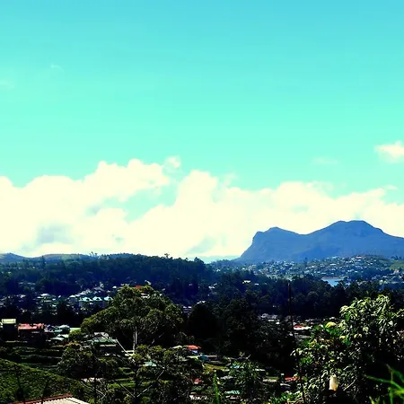 Rainfrorest Edge *