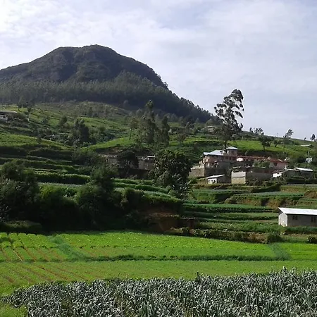 Homestay Avon Field