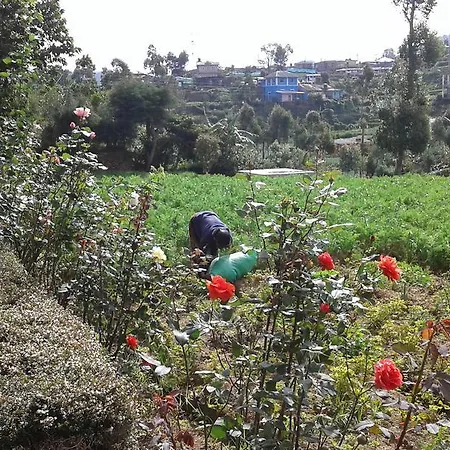 Homestay Avon Field *