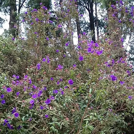 C Nuwara Eliya