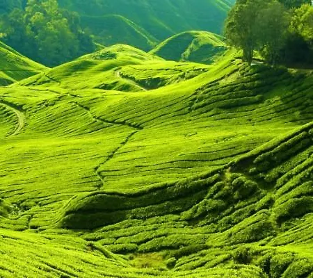 Glenfall Nuwara Eliya