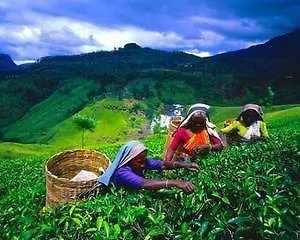 The Inglewood Nuwara Eliya