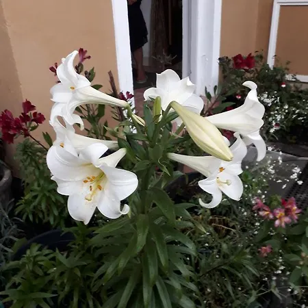 Rainyfreindz Guest house