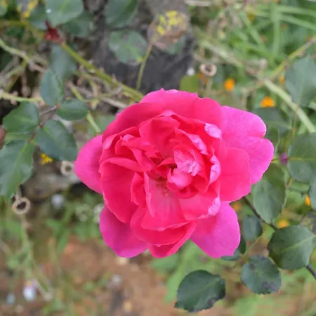 Sandella * Nuwara Eliya