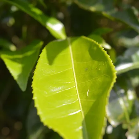 Sandella Nuwara Eliya