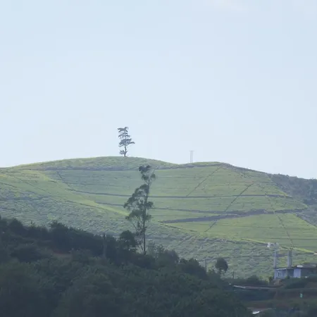 Mount View