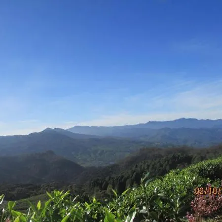 Tea Garden