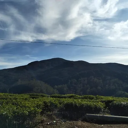 Tea Garden *