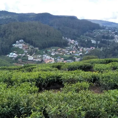 Tea Garden * Nuwara Eliya