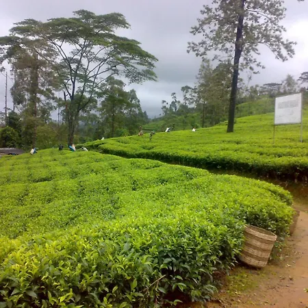 Shinic Nuwara Eliya
