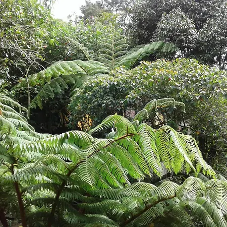 King Fern *
