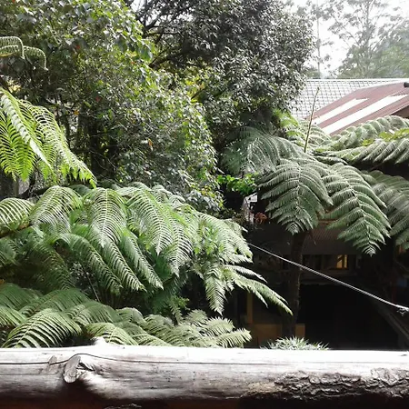 King Fern *