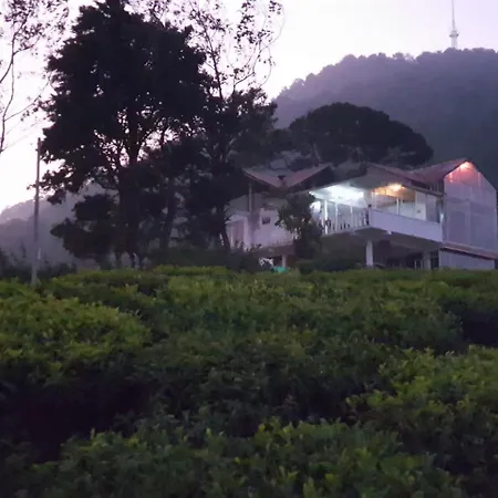 Tea Garden