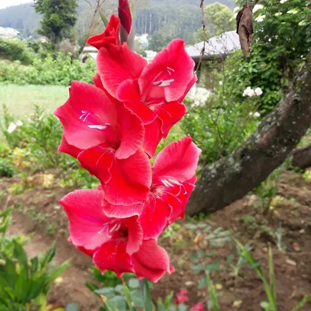 Rainyfreindz Nuwara Eliya