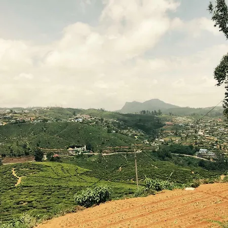 Single Tree * Nuwara Eliya