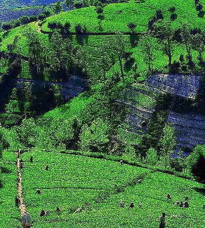 Royal Hills Nuwara Eliya Hotel Nuwara Eliya