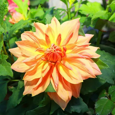 Dahlia Mount View Hotel 3*