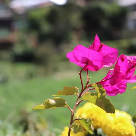 Zion White House Nuwara Eliya