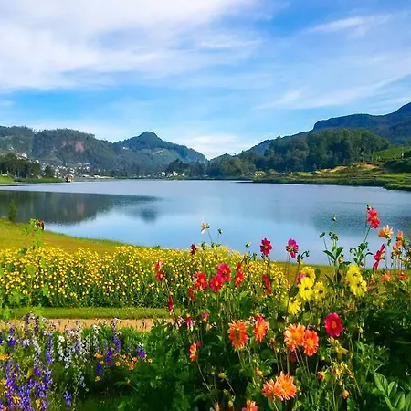 The Tea Garden *