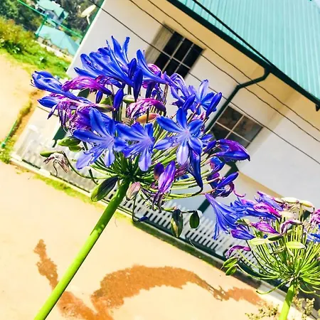 Hydrangea *