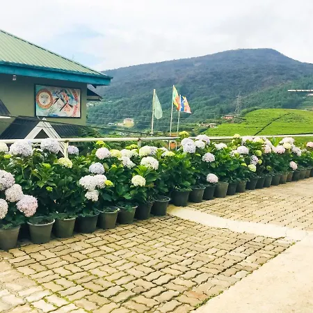 Hydrangea * Nuwara Eliya