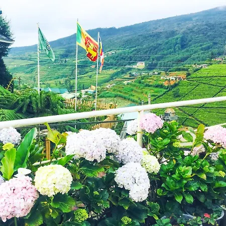 Hydrangea * Nuwara Eliya