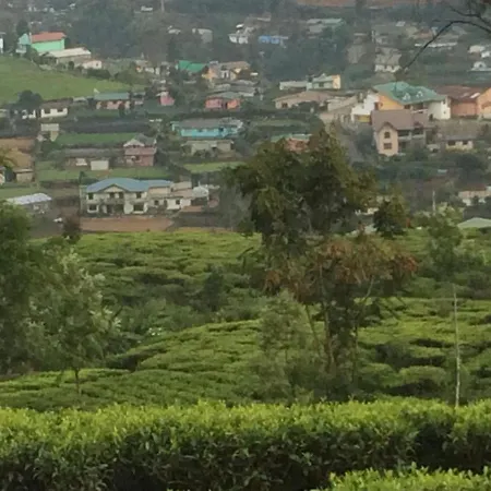 Avon Field Homestay *