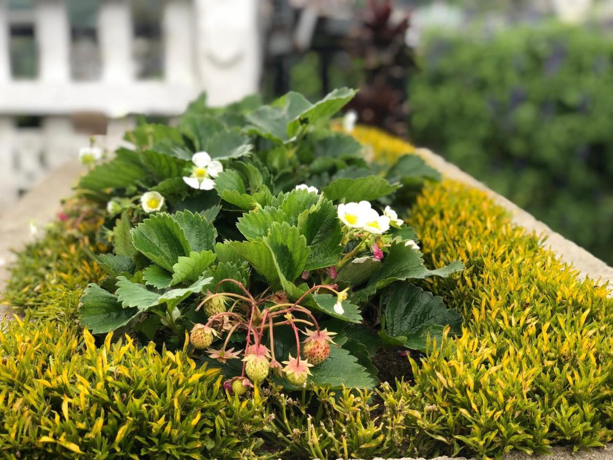 Guest house Soban Rich