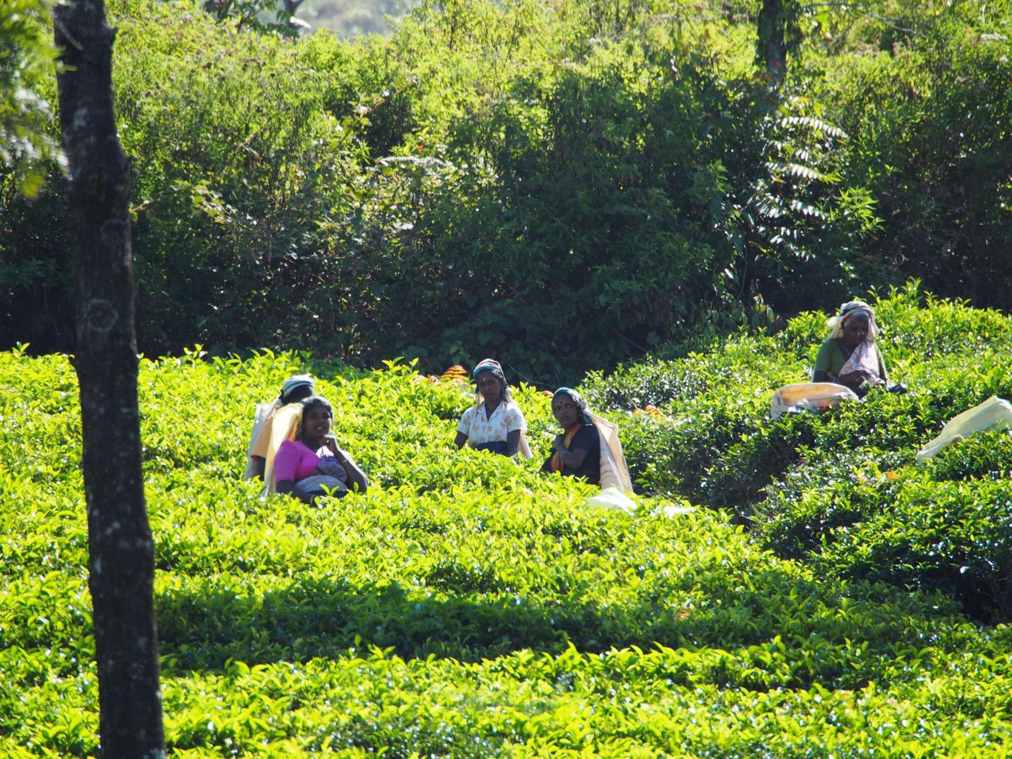 Singha Sanasa Luxury * Nuwara Eliya