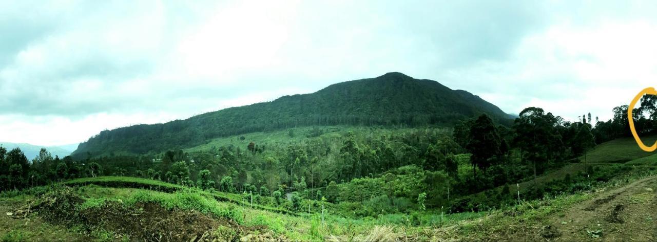 Kithul * Nuwara Eliya