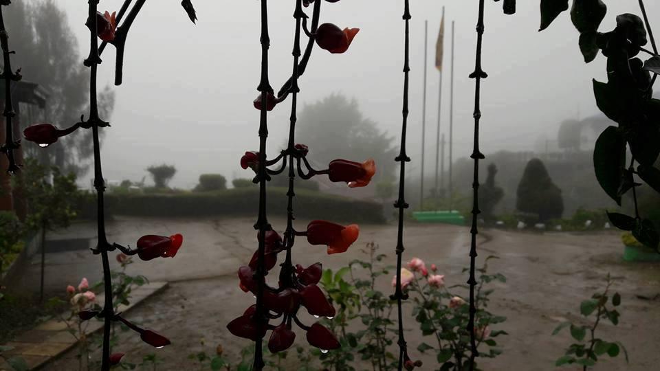 Tea Bush Hotel