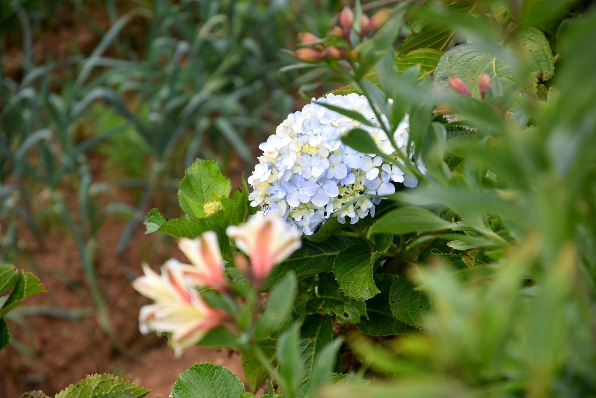 Guest house Nuwaraeliya Konical