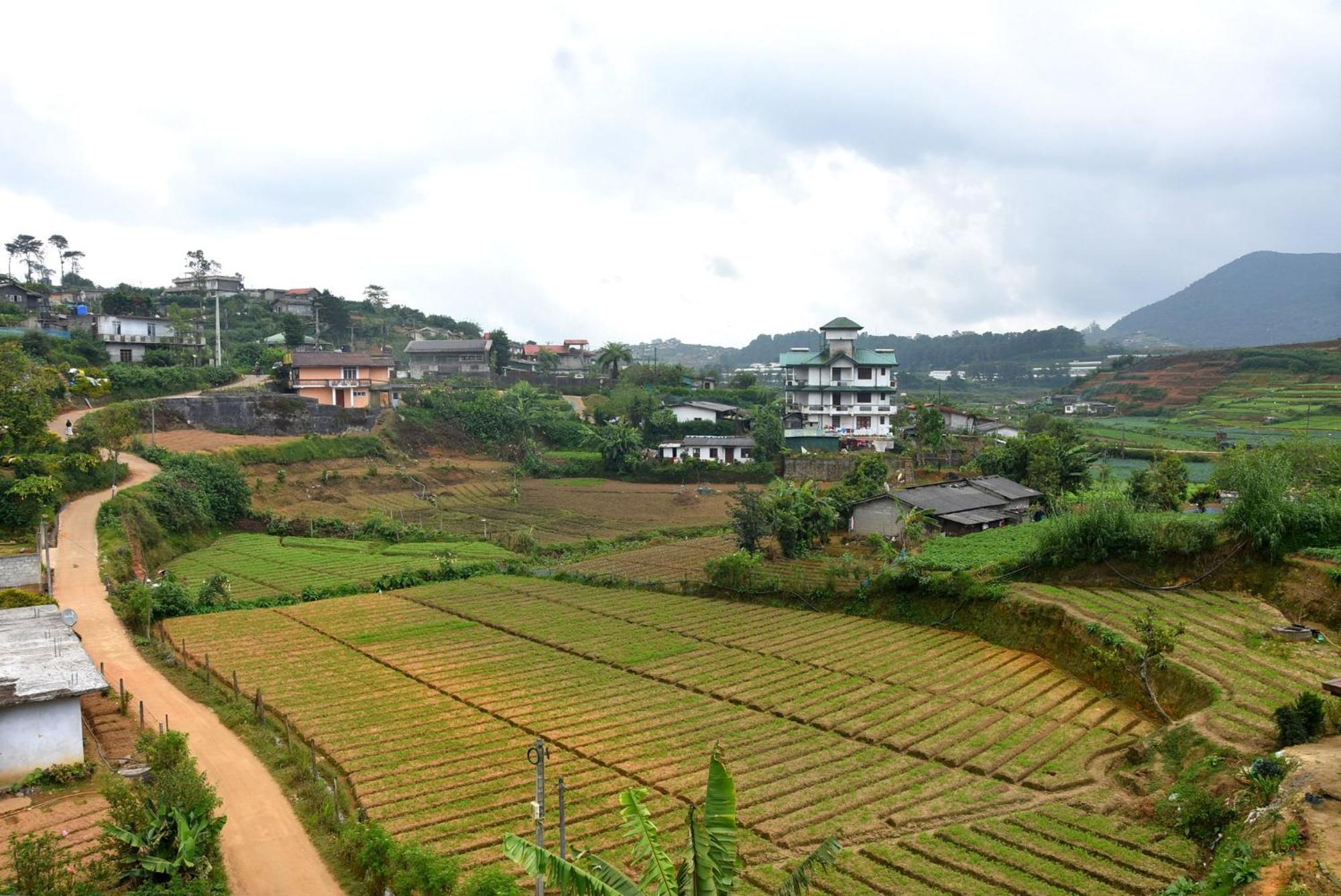 Nuwaraeliya Konical *