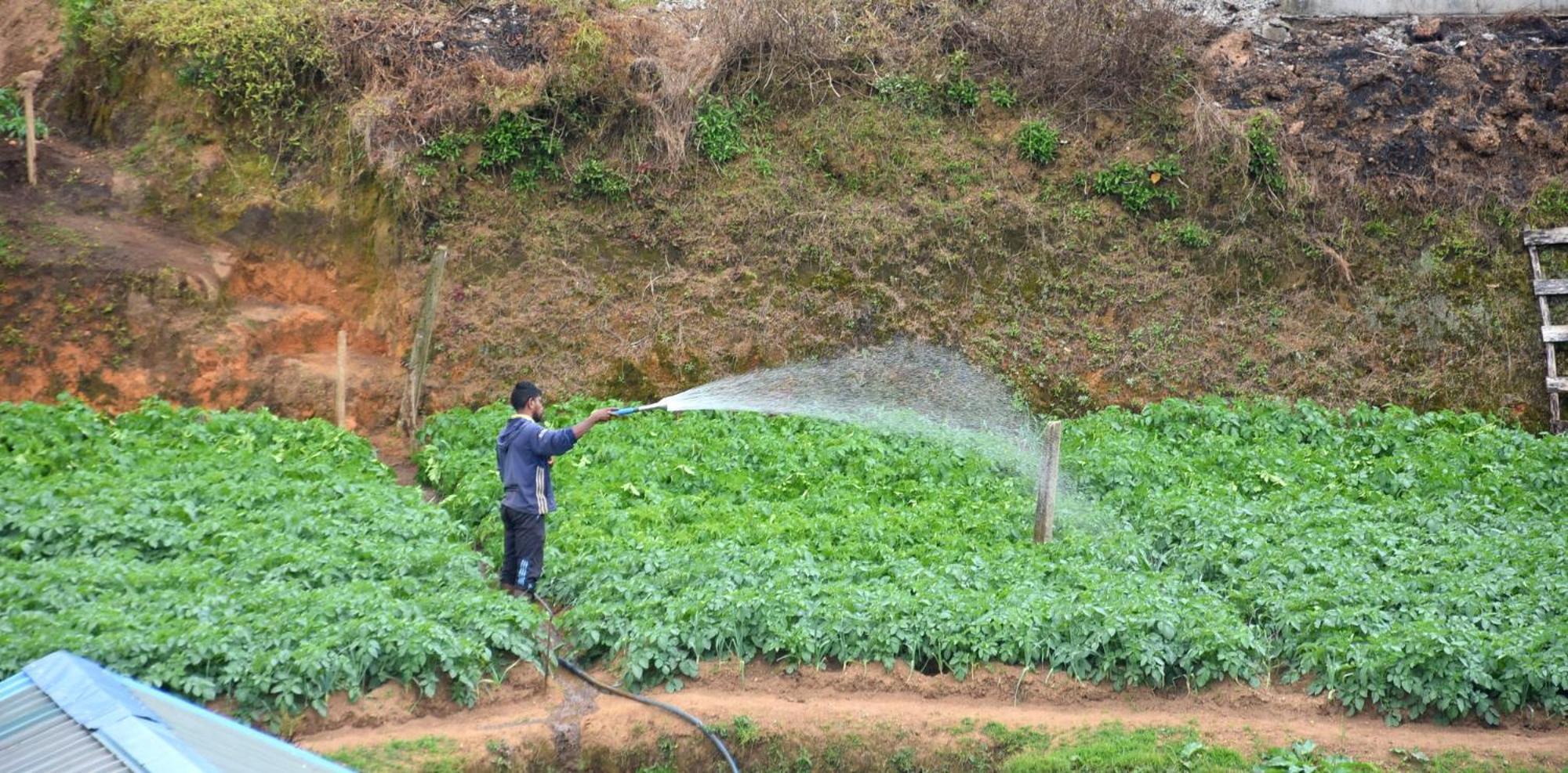Nuwaraeliya Konical