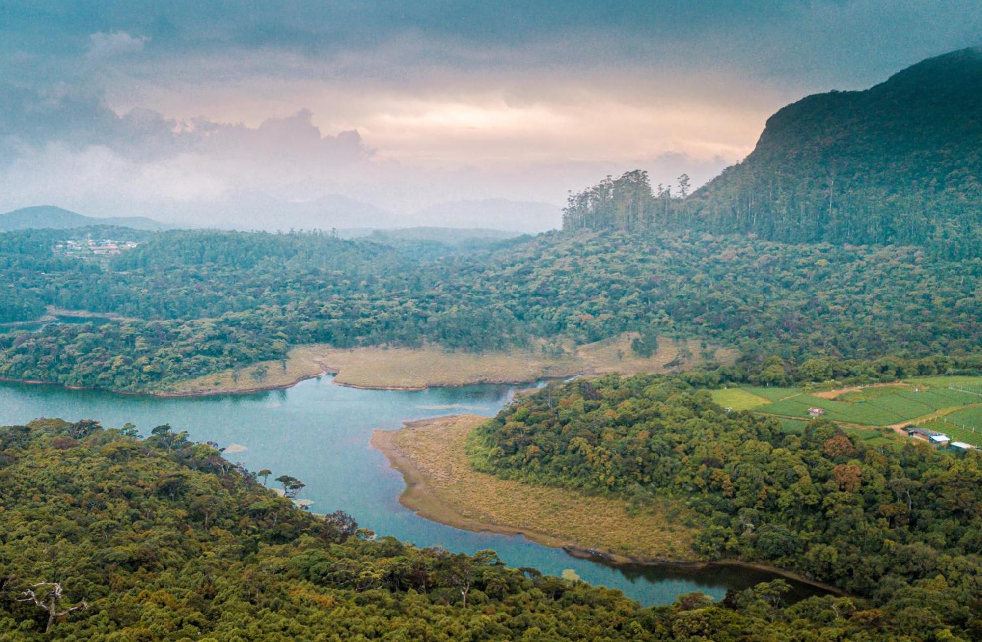 The Forest And By Schofieldshire Nuwara Eliya