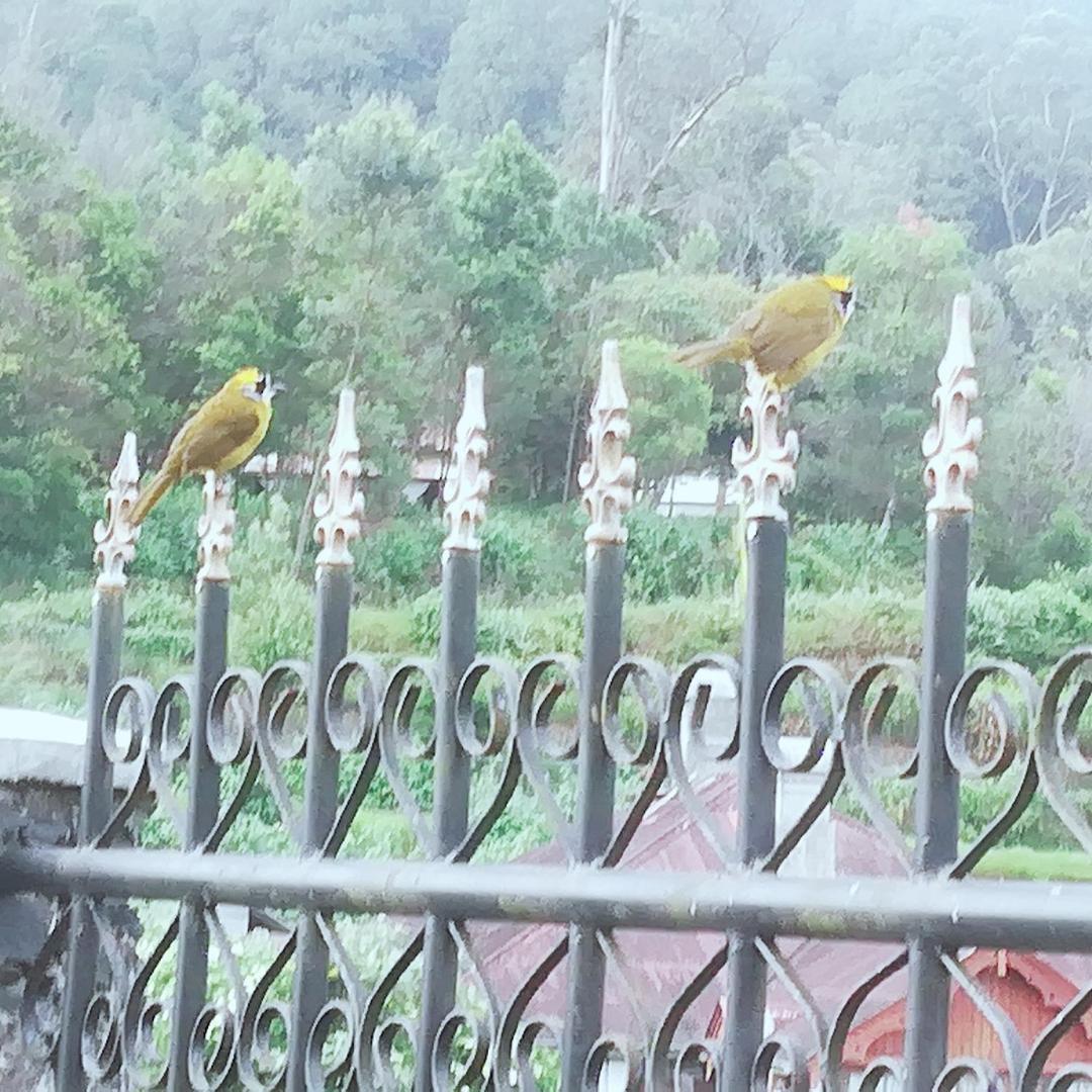 Royal Wattles