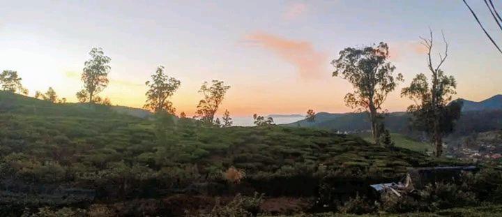 Homestay The Paulwood