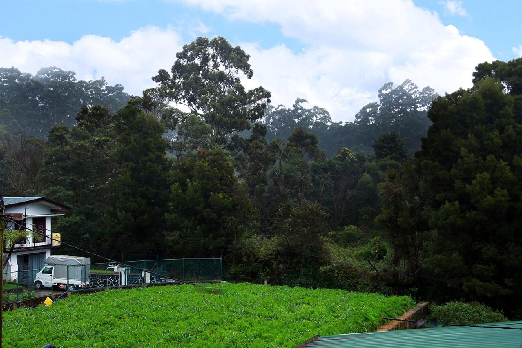 Nelma's Cosy Nuwara Eliya