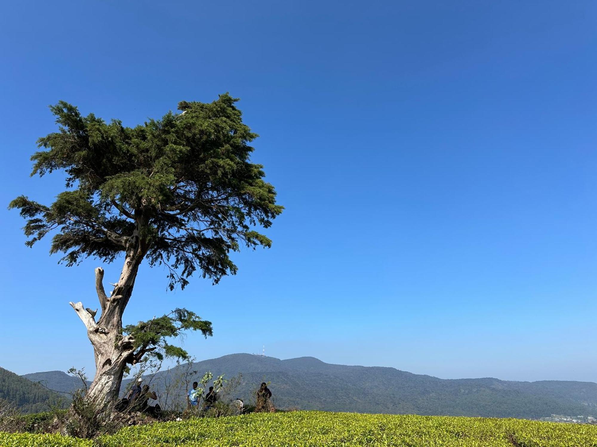 Chalet 7000 Feet Nuwaraeliya *