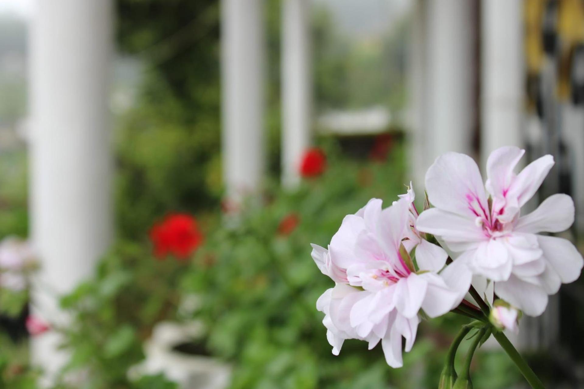 Sinora Bungalow Bed & Breakfast Nuwara Eliya