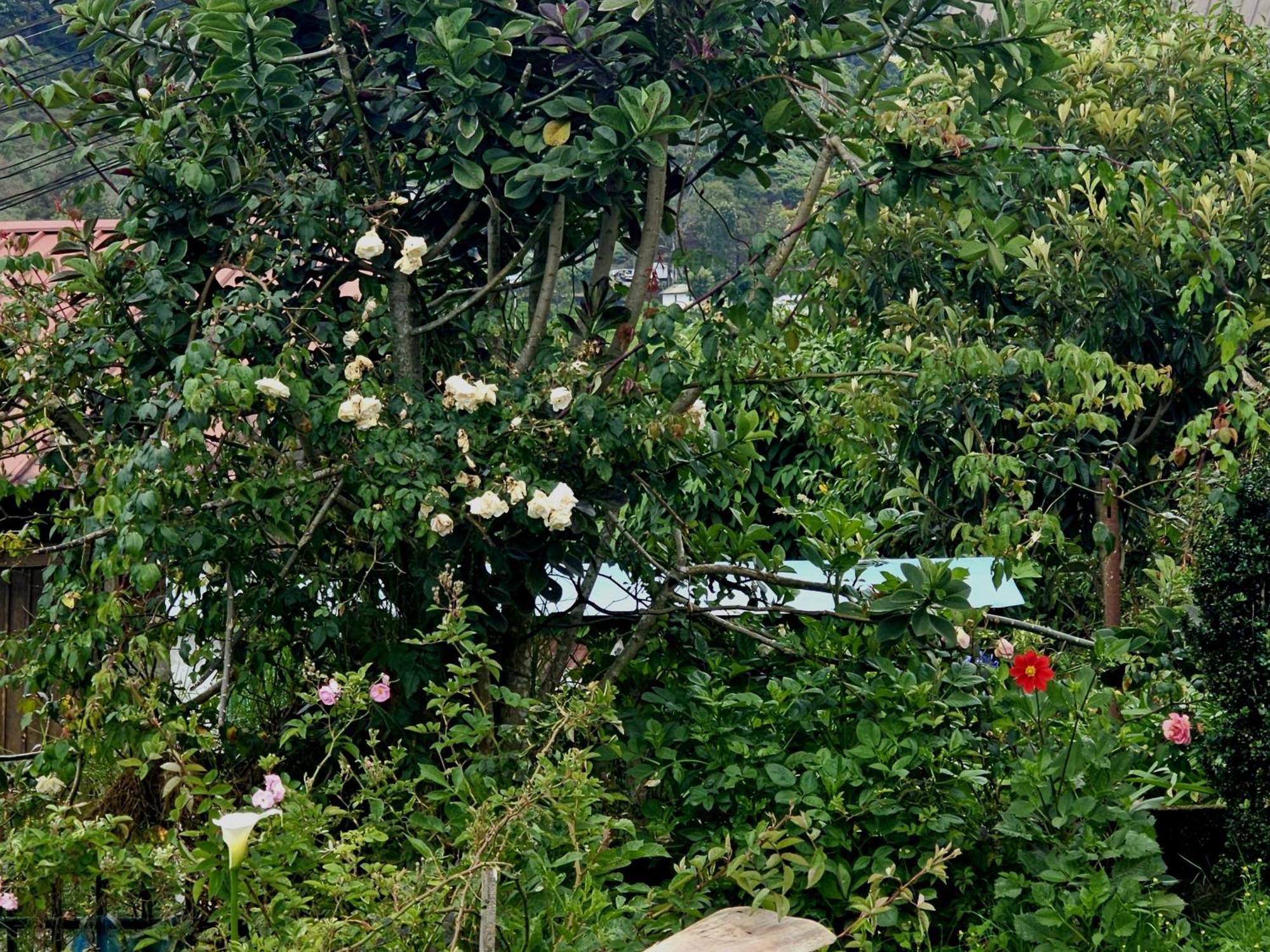Haven Backpackers * Nuwara Eliya