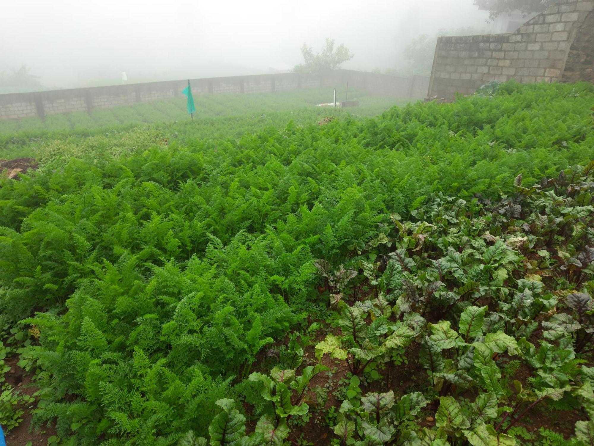 Apartment - Farm