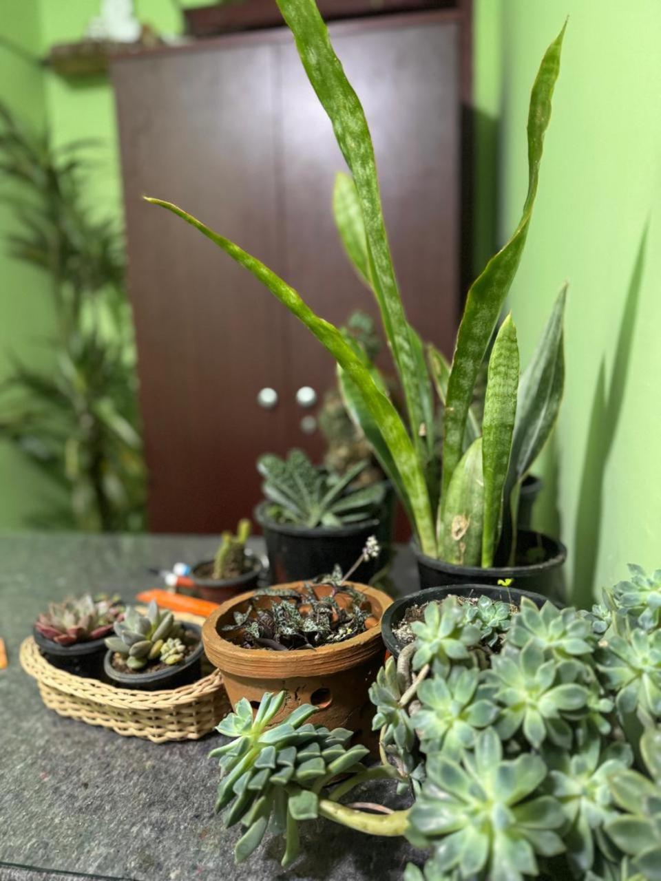 Succulent * Nuwara Eliya